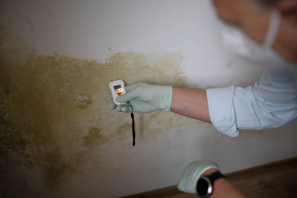 Rahway, NJ Mold Removal Company