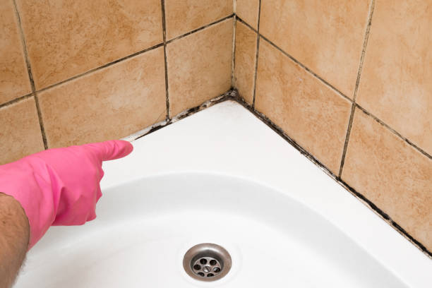Home Mold Removal in Rahway, NJ